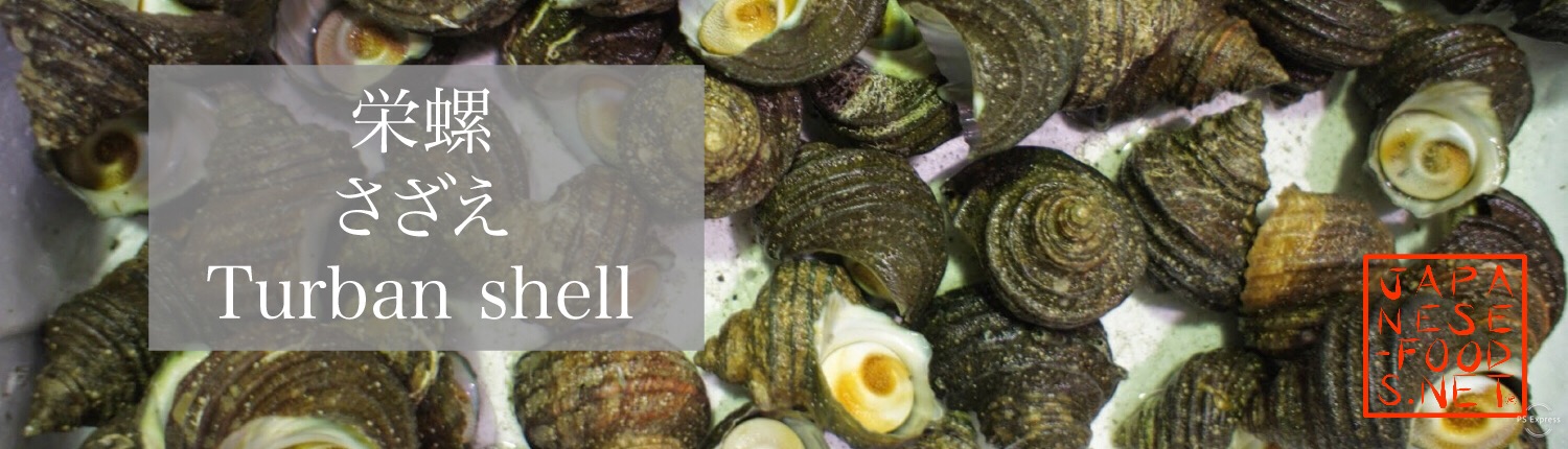 栄螺　さざえ（Turban shell）