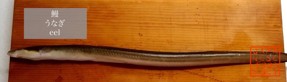 鰻　うなぎ（eel）