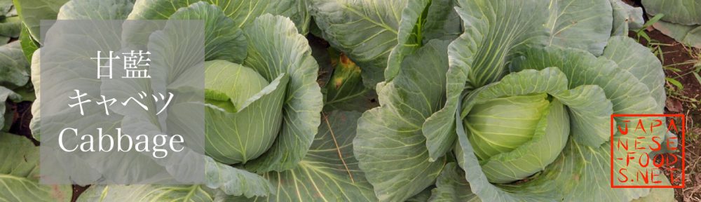 甘藍　キャベツ（Cabbage）