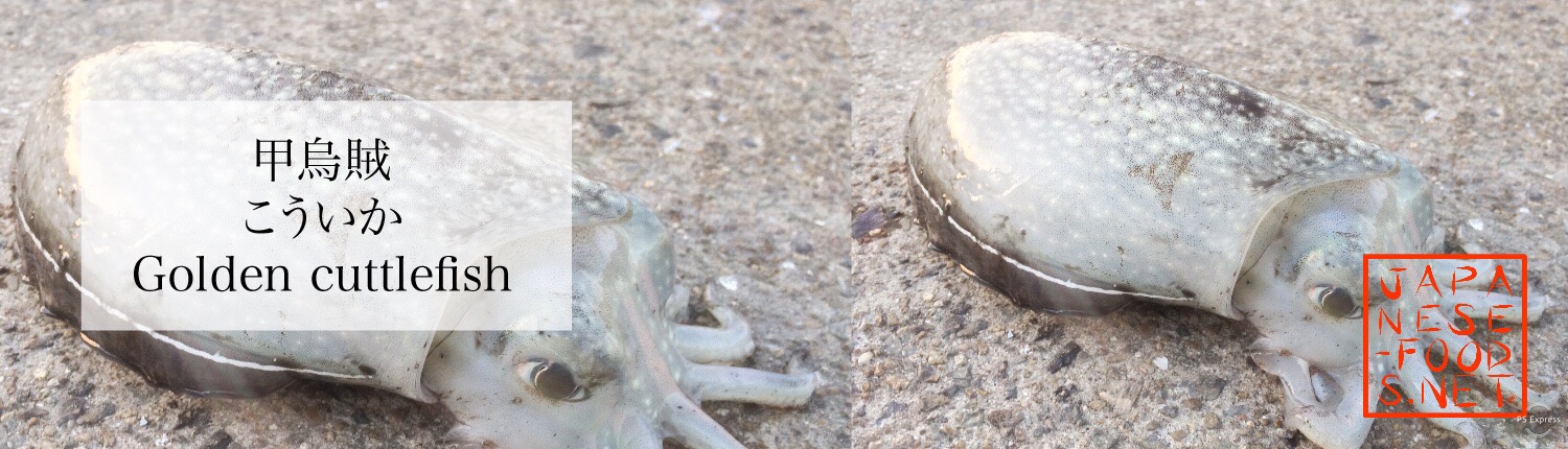 甲烏賊　こういか（Golden cuttlefish）