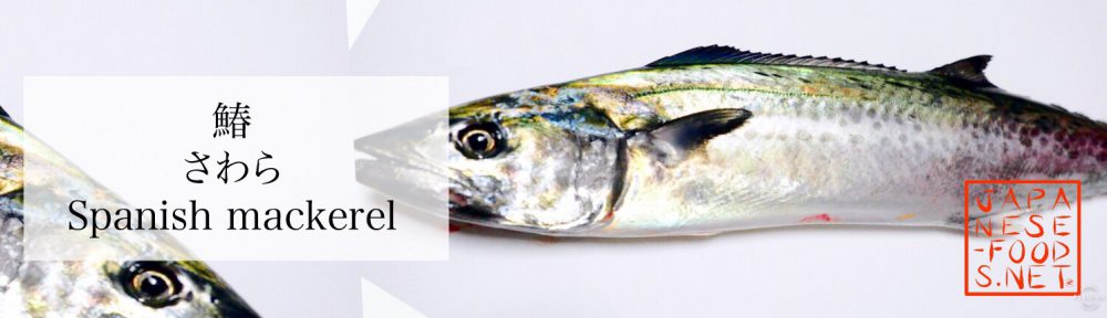 鰆　さわら（Spanish mackerel）