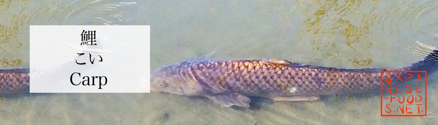 池を泳ぐ鯉の群れ｜鯉（こい）の特徴と味わい