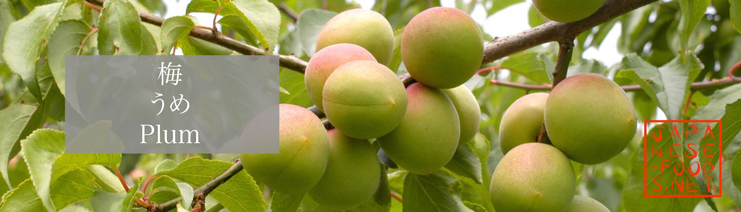 梅 うめ(Plum) - japanese-food.netjapanese-food.net