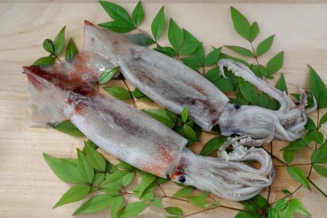 鰑烏賊　するめいか（Japanese common squid）