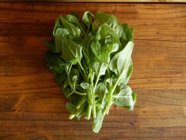 蔓菜　つるな （New zealand spinach）