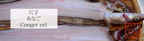 穴子　あなご（Conger eel）　5月｜旬の魚介類