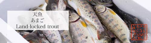 天魚　あまご（Land-locked trout）　5月｜旬の魚介類