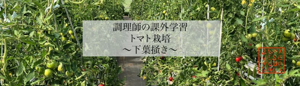 【調理師の課外学習】トマト栽培～下葉掻き～
