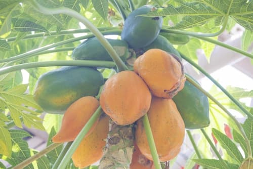 蕃瓜樹　パパイヤ（papaya）