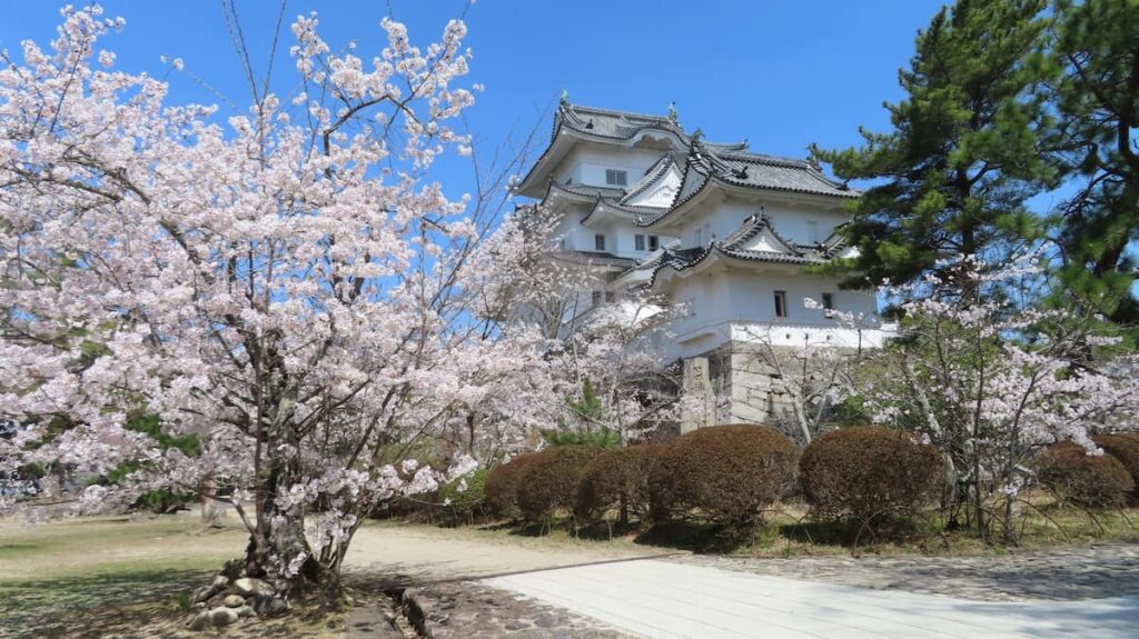 桜に囲まれた伊賀上野城の春景色
