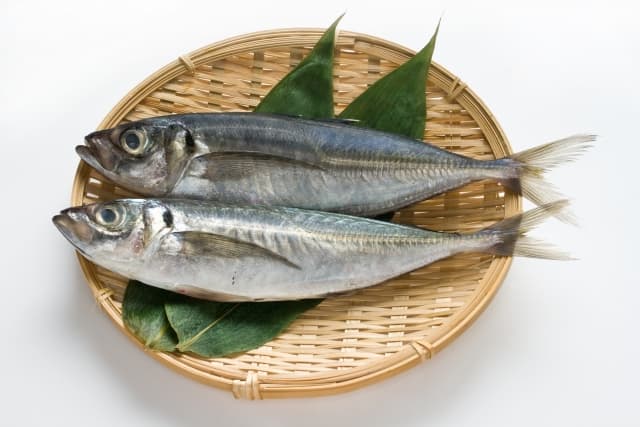 鯵　あじ(Horse mackerel)
