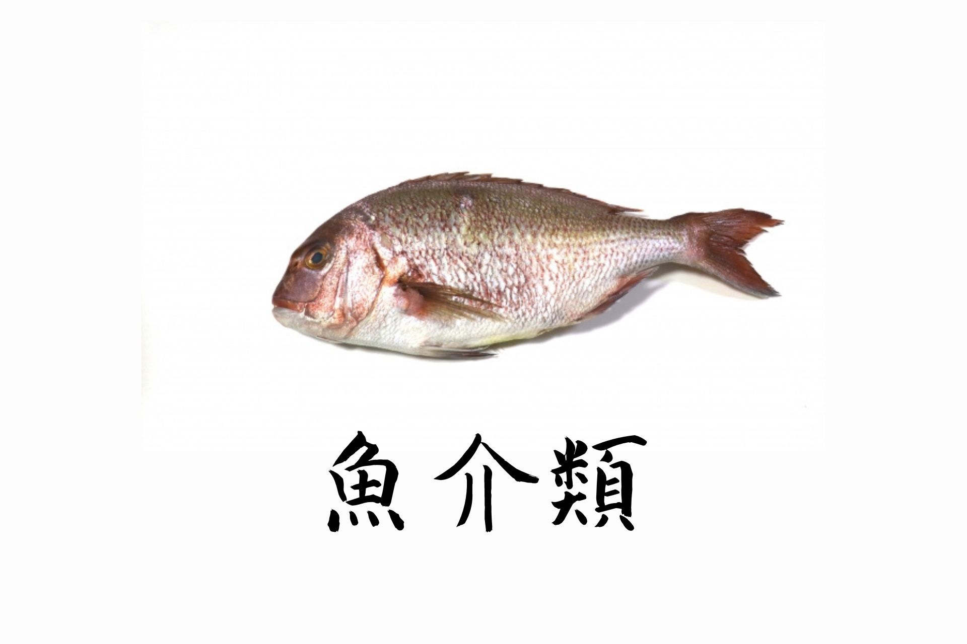 食材　魚介類の旬と特徴