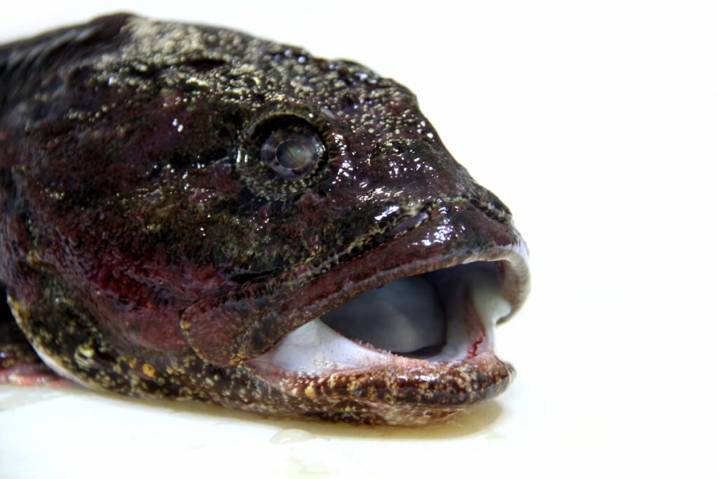 鰍(かじか)の目利き|新鮮な個体の見分け方