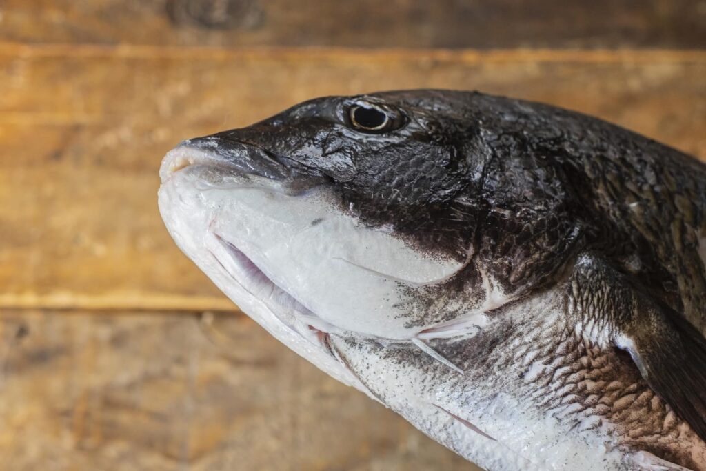 鮮度の良い黒鯛の頭を下から撮影｜澄んだ目とツヤが鮮度の証