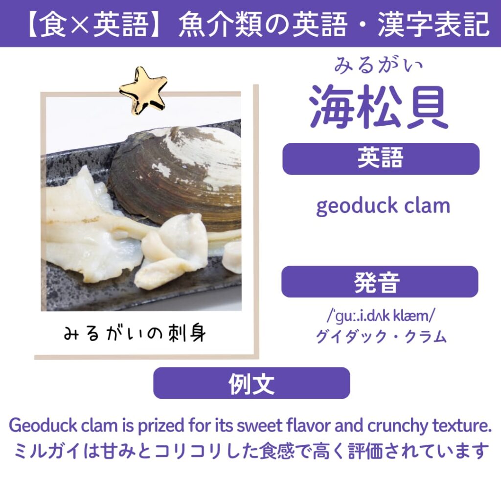 ミルガイの英語表記カード「geoduck clam」