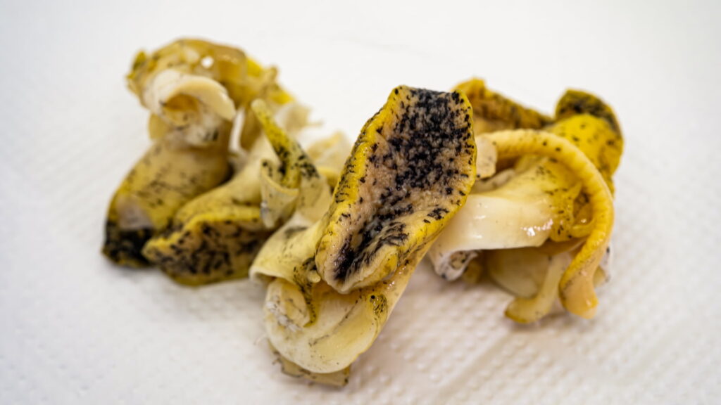 むき身になったバイ貝｜バイ貝の可食部と唾液腺の位置