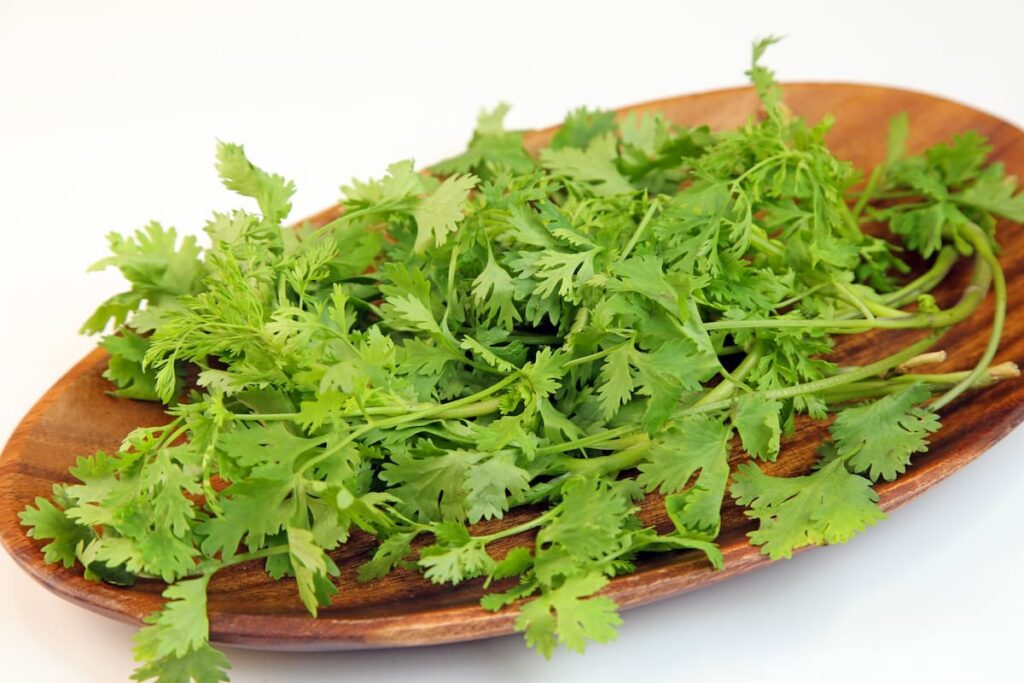 パクチーの保存イメージ（葉物ハーブ）