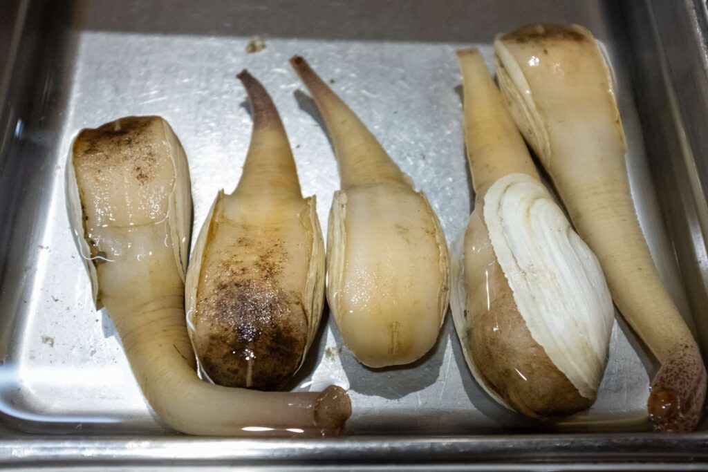 殻付きミルガイ（海松貝）の姿｜旬の高級貝