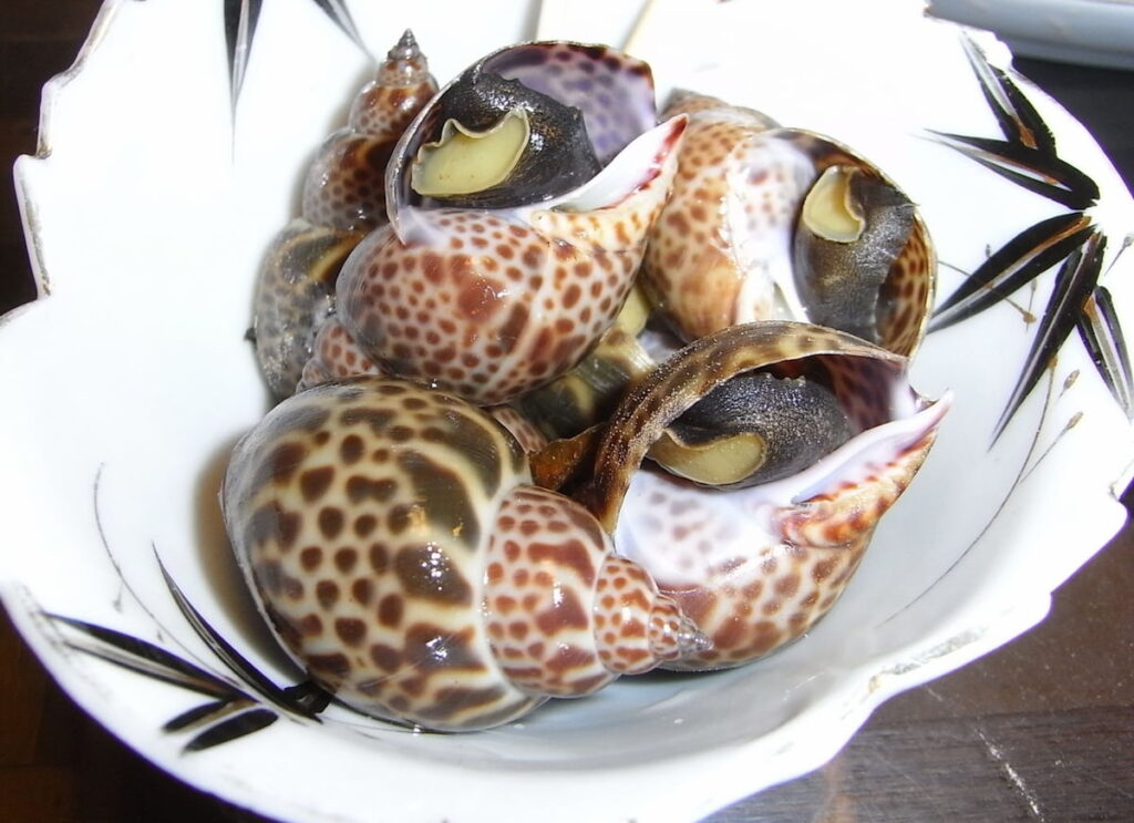 煮物にしたバイ貝のアップ（皿盛）｜バイ貝の味と食感