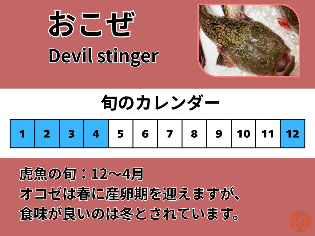 虎魚(オコゼ)の旬を示したカレンダー(12月〜4月)