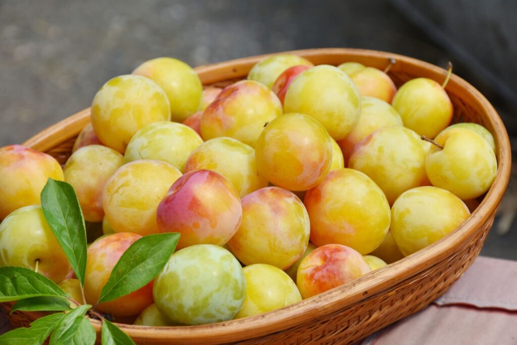 黄色がかったすもも（貴陽・太陽などの品種）｜日本の代表的なスモモ品種