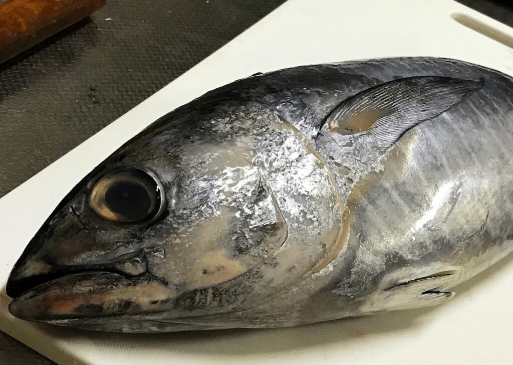 キハダマグロの頭部｜旬と漁獲時期