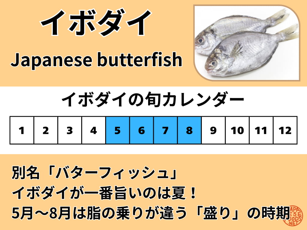 イボダイの旬(5月・6月・7月・8月)を青色で強調した1月から12月のカレンダー。別名「バターフィッシュ」としての特徴と、夏が一番旨い時期であることが記載されている。