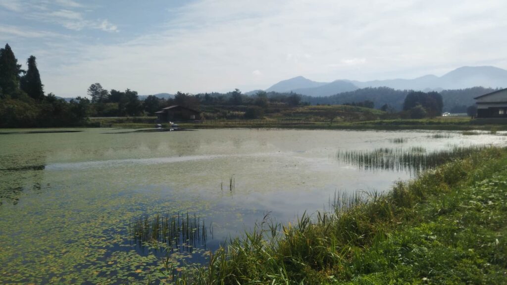 じゅんさいを栽培している池沼の写真|秋田県三種町のじゅんさい田