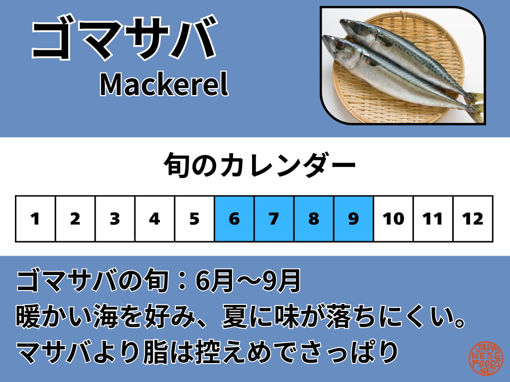 ゴマサバの旬の時期を示すカレンダーの図。6月から9月が旬とされ、マサバの味が落ちる夏場でも品質が安定しており、さっぱりと食べられることを説明しています。