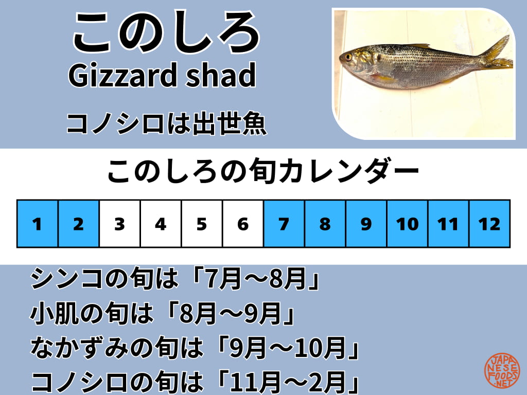出世魚コノシロの旬を解説した画像。成長段階ごとの名称（シンコ、小肌、なかずみ、コノシロ）とそれぞれの旬の月（7月から翌2月まで）を示したカレンダー、コノシロの個体写真。