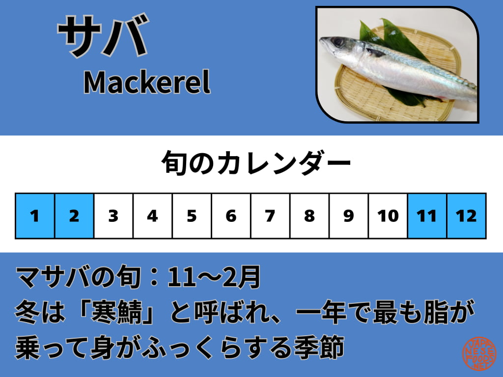 マサバの旬の時期を示すカレンダーの図。11月から2月が旬で、この時期は脂が乗り「寒鯖」として最も美味しくなることを説明しています。