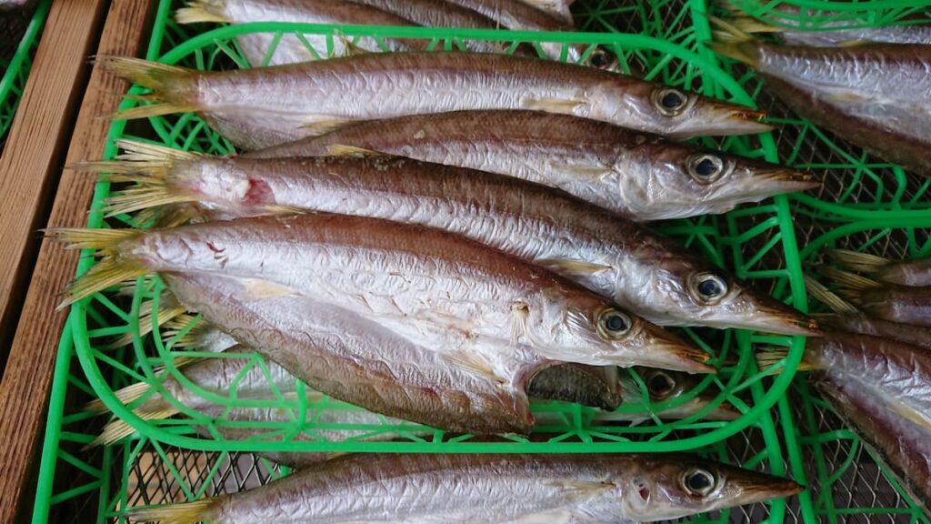 市場に並ぶかますの干物｜目が澄み、身にハリのある新鮮な個体