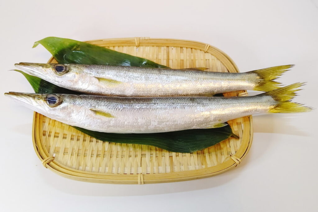ざるに並べた生のかます2尾｜秋から冬にかけてが旬の魚