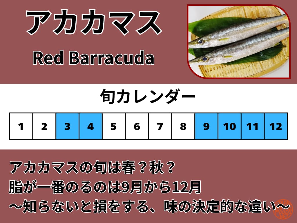 板前歴25年のプロが解説するアカカマスの旬カレンダー。脂が最ものる9月から12月を「本旬」、産卵前で身に張りがある3月から4月を「裏旬」として色分けして示した図解画像。