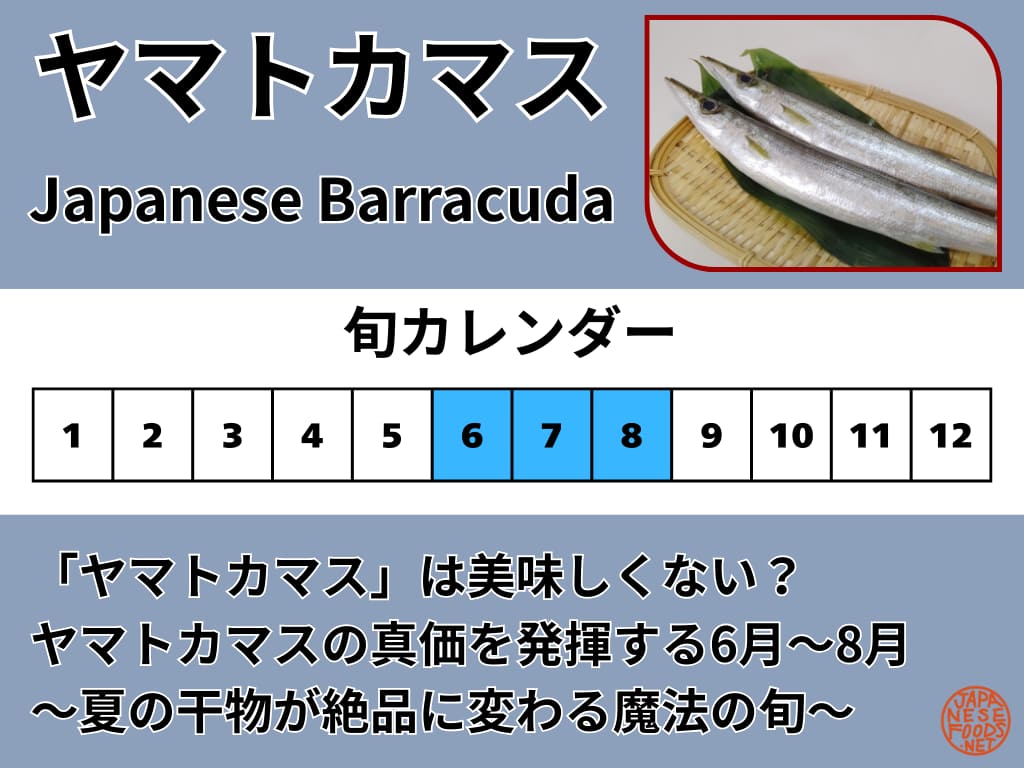 夏が旬のヤマトカマス(水カマス)の時期を示すカレンダー画像。6月から8月に最も漁獲され、干物やフライ、南蛮漬けに最適な時期であることを示す図解。