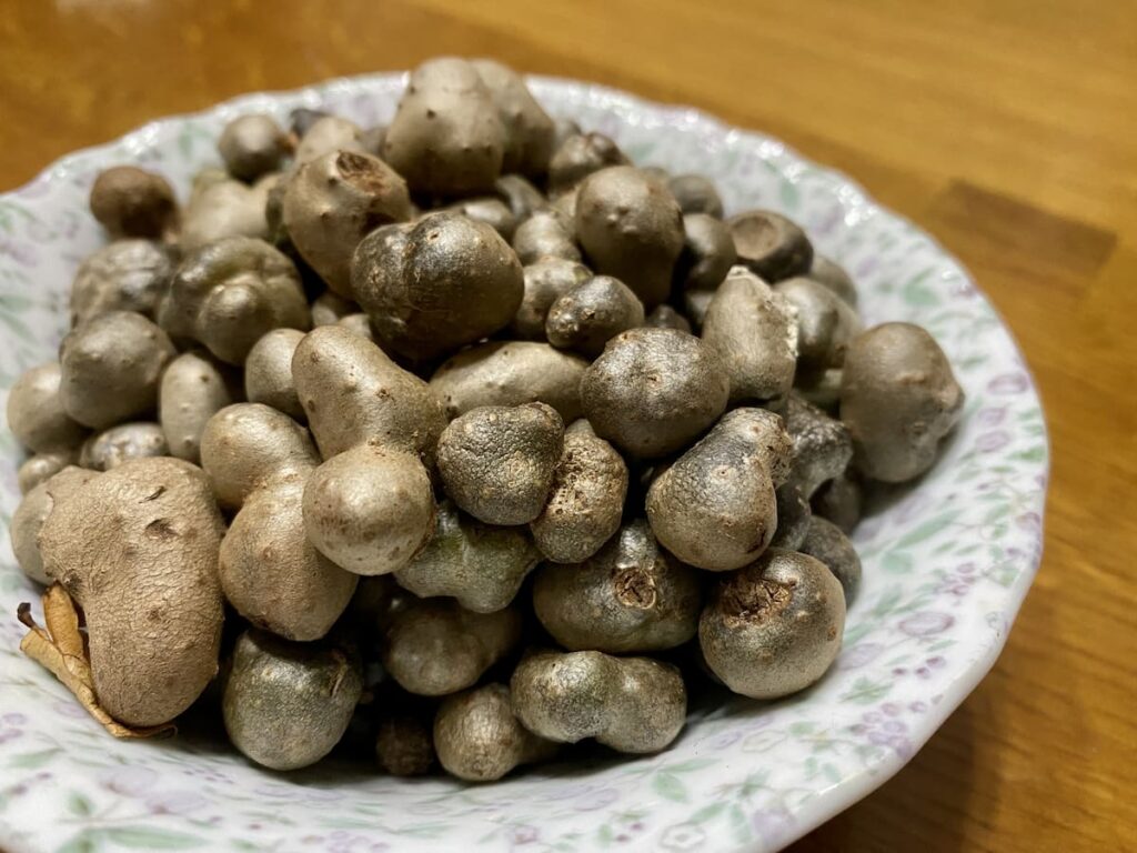 皿に盛られたむかご（零余子）｜山芋の蔓にできる小さな球芽