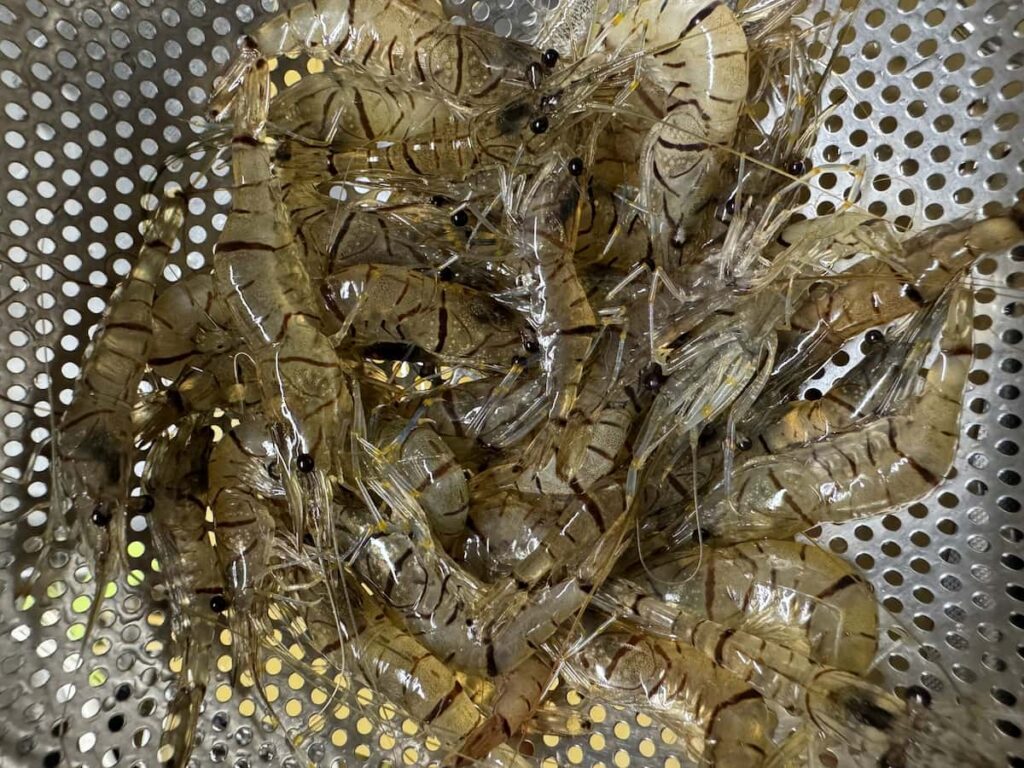 生の川海老がたくさん並ぶ様子｜透明感のある小型の淡水エビ