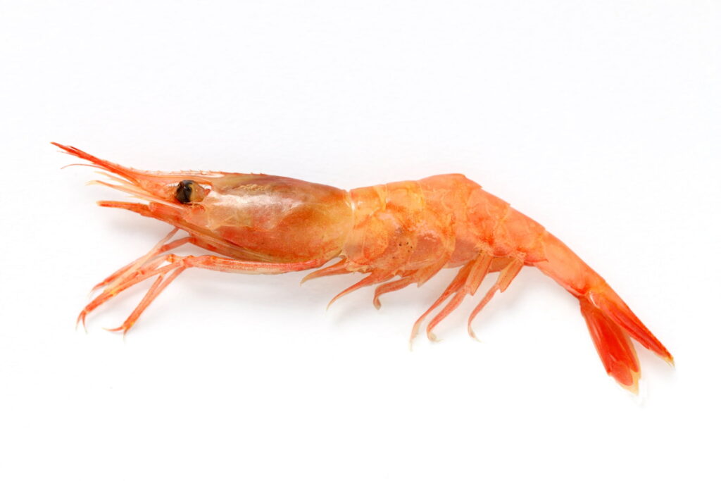 甘エビの鮮度を見分けるポイント｜黒ずみのない頭と透明感のある殻