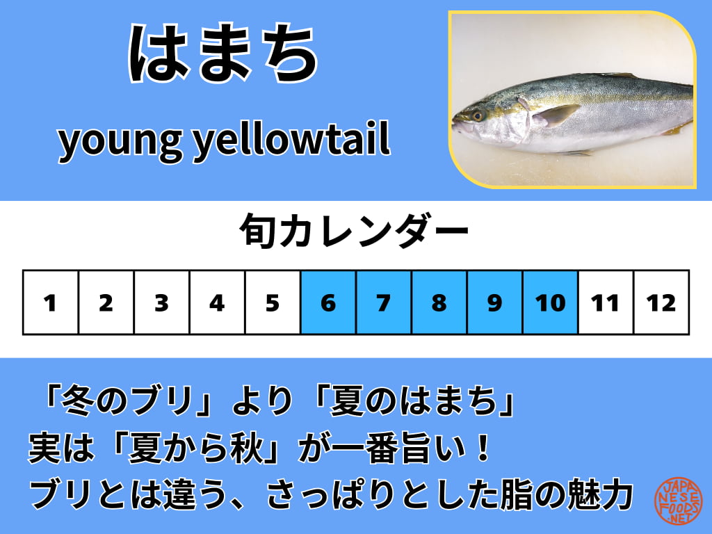 6月から10月の夏から秋が旬であることを強調したはまちの旬カレンダー画像。冬のブリとは異なる、さっぱりとした脂の魅力を解説するテキストが含まれている。