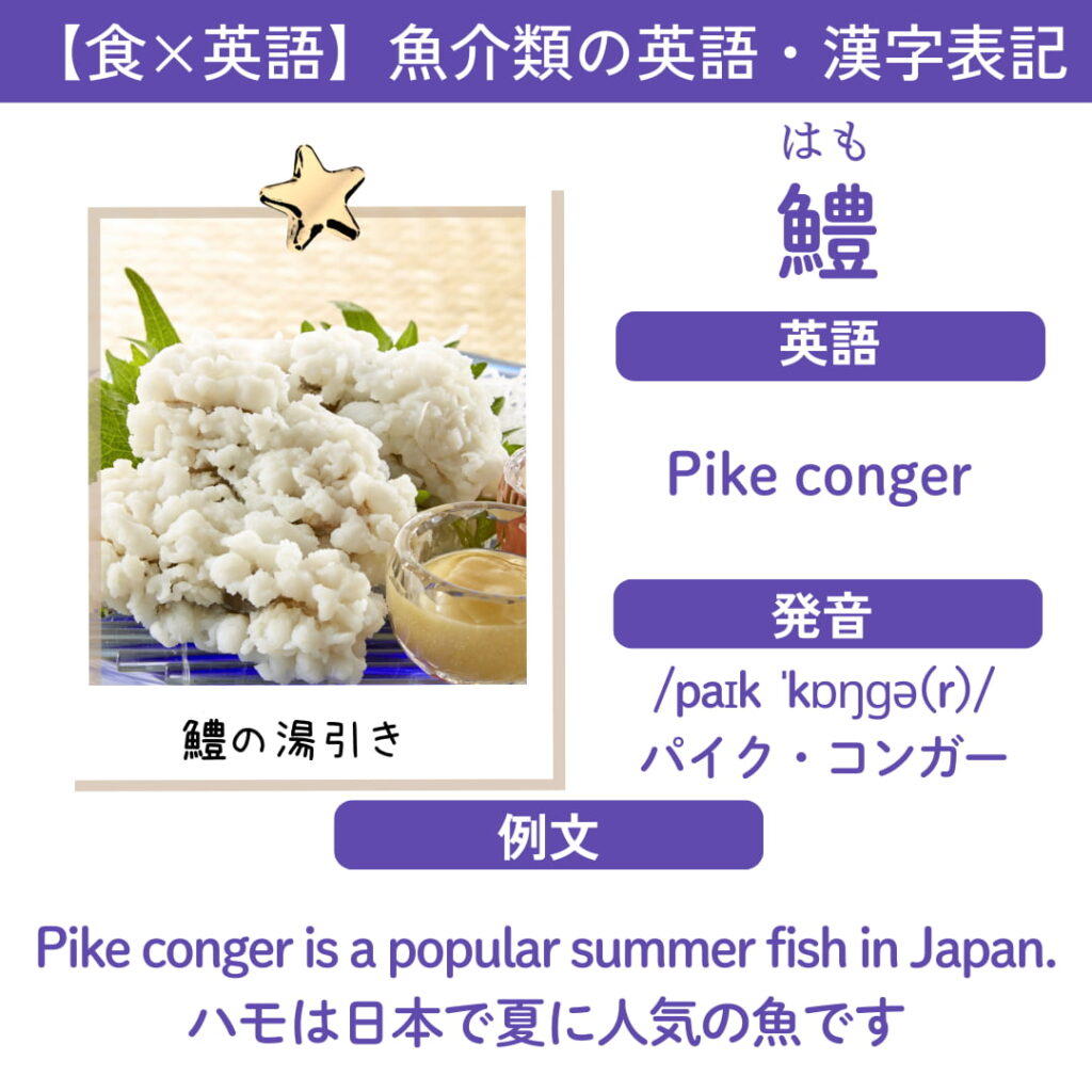 鱧（はも）の漢字と英語表記「Pike conger」、発音記号、カタカナ読み「パイク・コンガー」、および「Pike conger is a popular summer fish in Japan.（ハモは日本で夏に人気の魚です）」という例文が記載された、鱧の湯引き写真入りの英語学習カード。