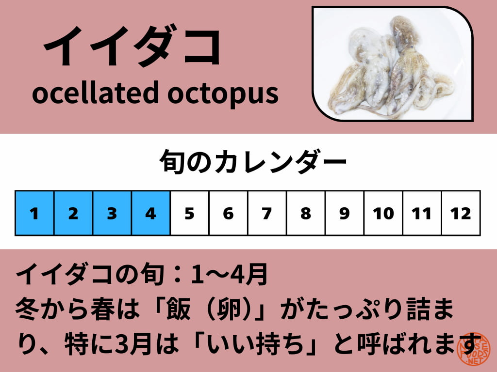 イイダコの旬の時期を示すカレンダーの図。春（3-6月）は苦味が少なく卵が詰まる時期、秋冬（11-2月）は身の甘みが強いことを説明しています。