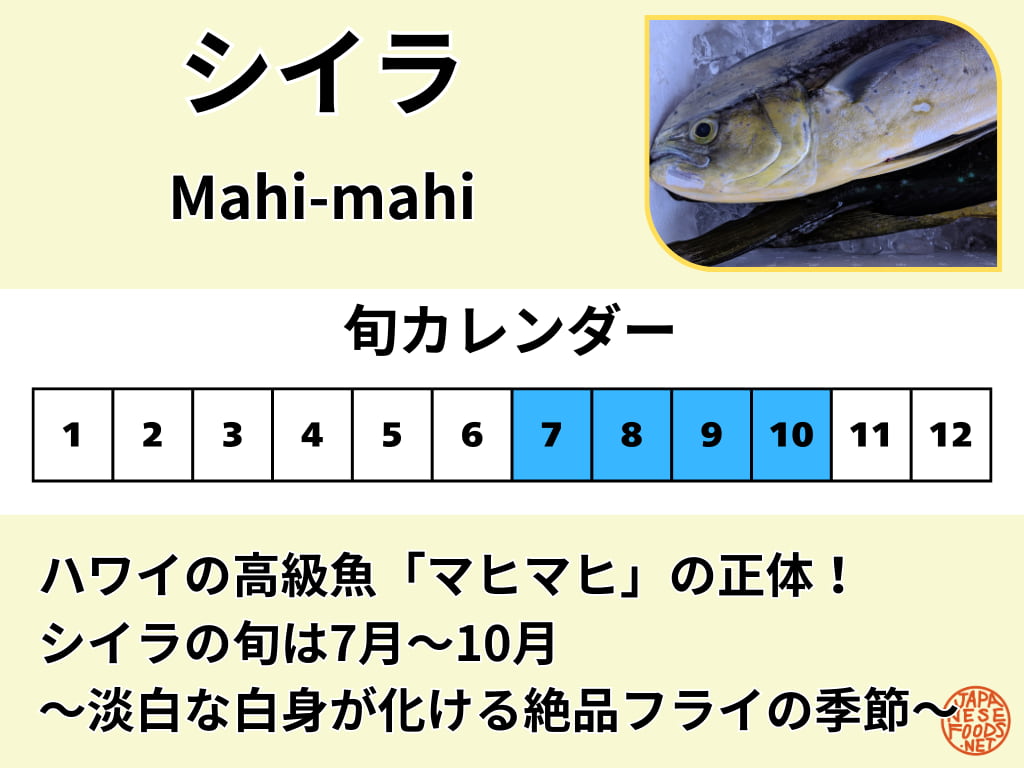 シイラの旬を解説した図解画像。7月から10月までの夏から秋にかけての時期を青色で強調したカレンダーと、新鮮なシイラの写真。画像内には「ハワイの高級魚マヒマヒの正体！」「シイラの旬は7月〜10月」「淡白な白身が化ける絶品フライの季節」という説明テキストが含まれている。