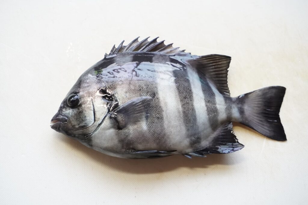 石鯛の特徴|成魚