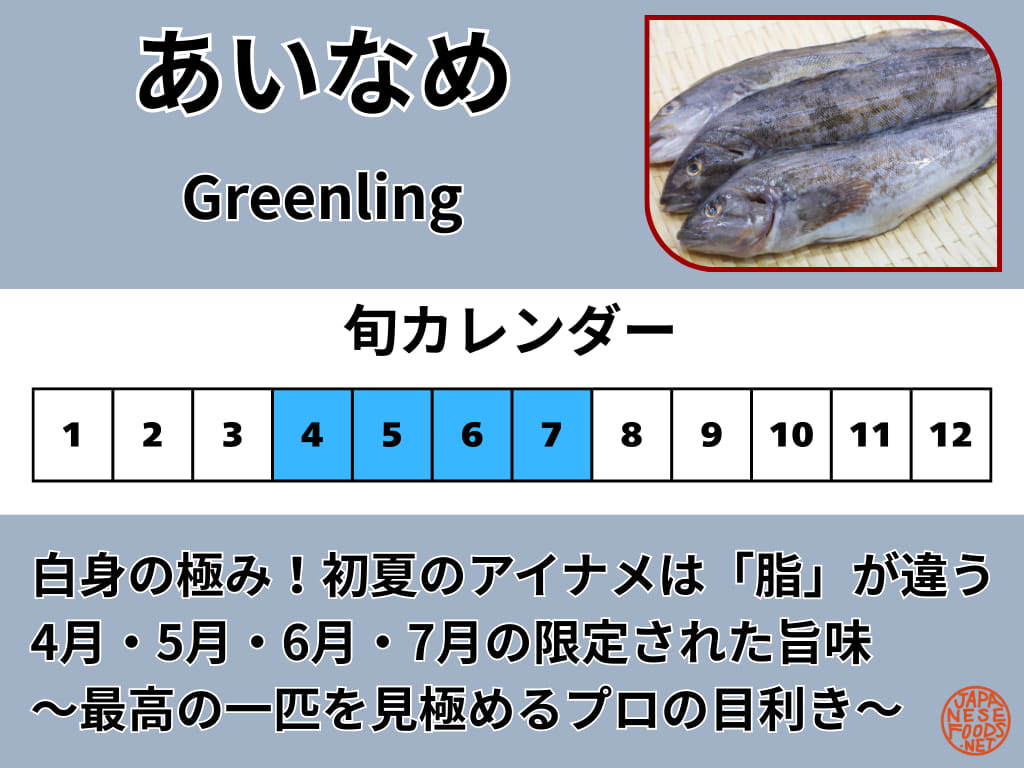 アイナメの旬を解説した図解画像。4月から7月の春から初夏にかけてが最も脂がのる時期であることを強調したカレンダー。新鮮なアイナメの写真と「本当の食べ頃は4月〜7月」という説明テキストを含む。