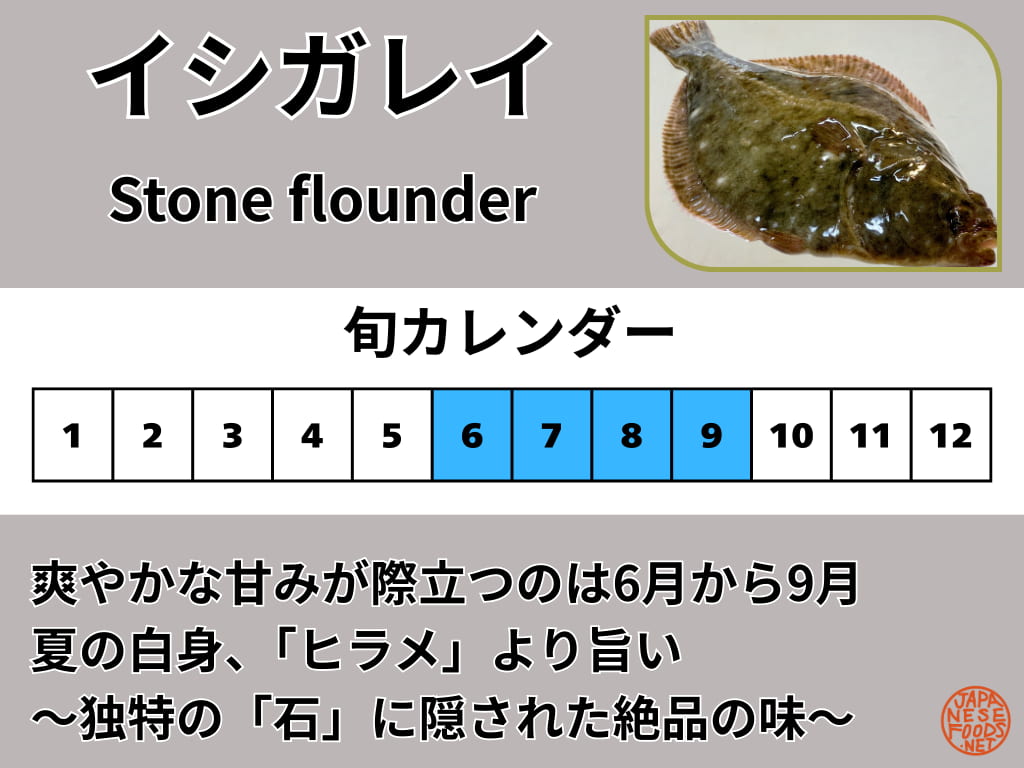 イシガレイの旬（6月、7月、8月、9月）と、おすすめの調理法が刺身やフライであることを示すカレンダー画像。