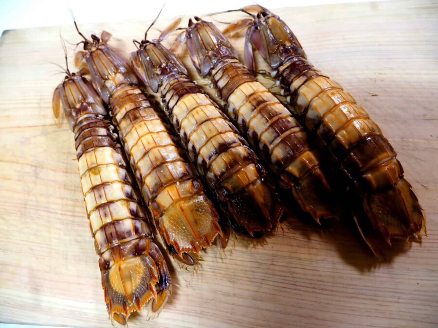 7月で旬が終わる魚介類｜夏の魚介類｜蝦蛄　しゃこ（Mantis shrimp）