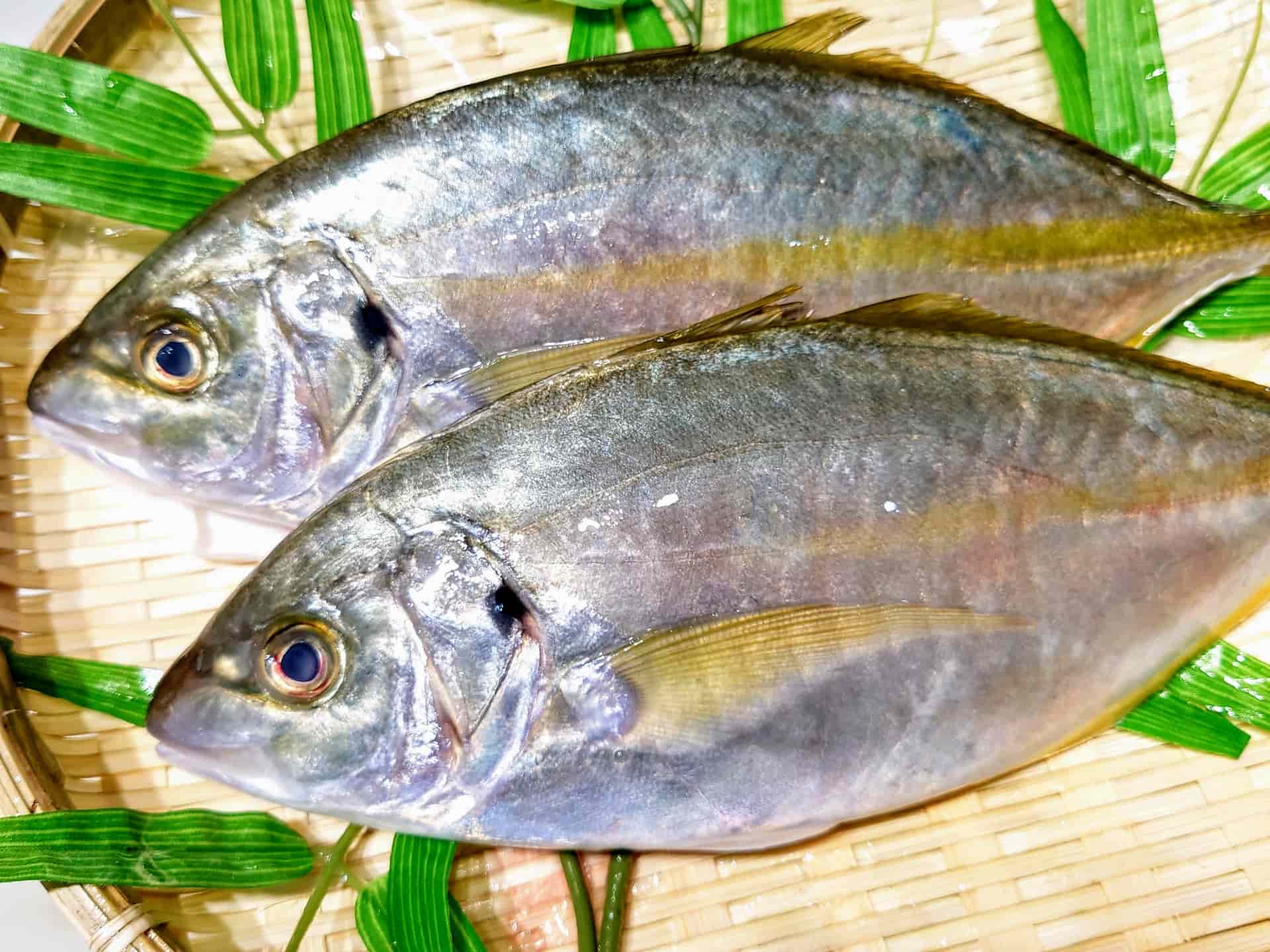 縞鯵 しまあじ（Trevally） - japanese-food.net