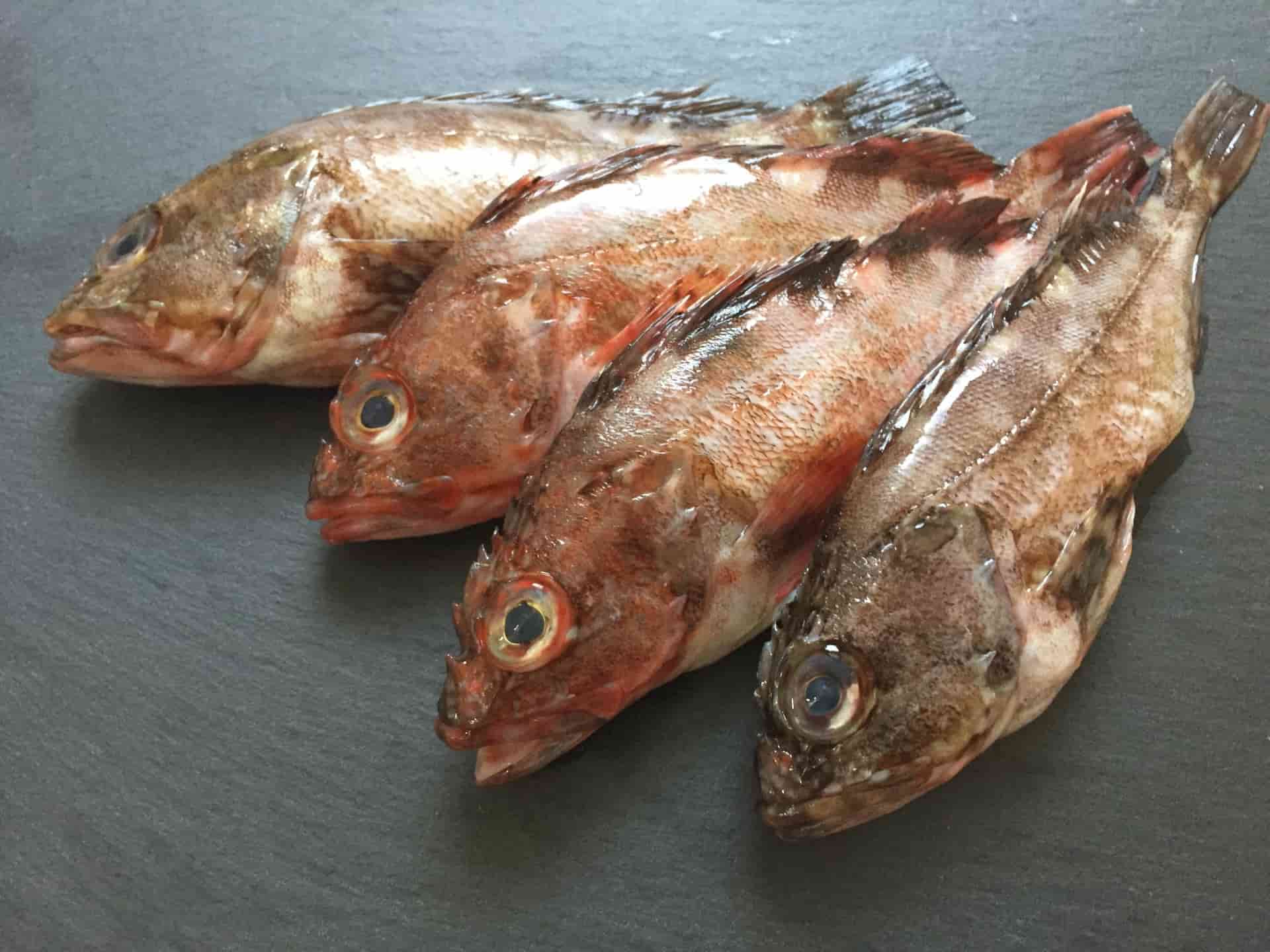 【笠子とは】旬・食べ方・相性の良い料理を調理師が解説