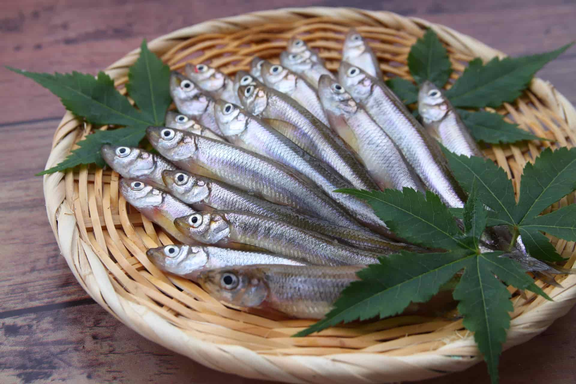 冬が旬の魚介類-わかさぎ