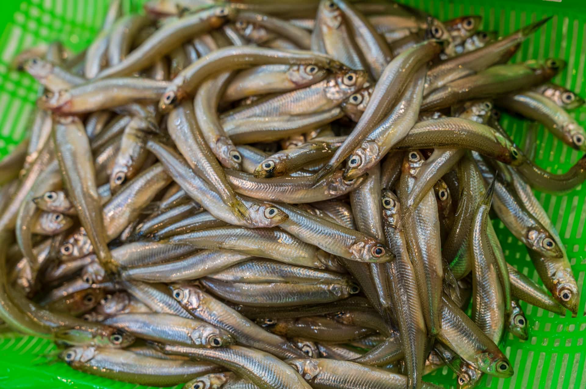 11月｜旬の魚介類